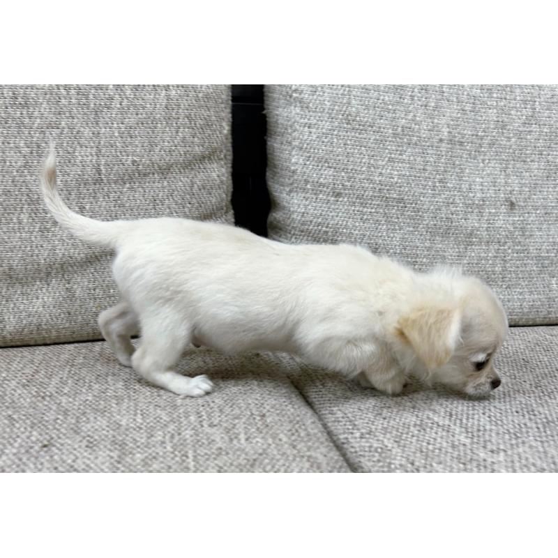 販売中の東京都のチワワ(ロングコート)-420137の4枚目