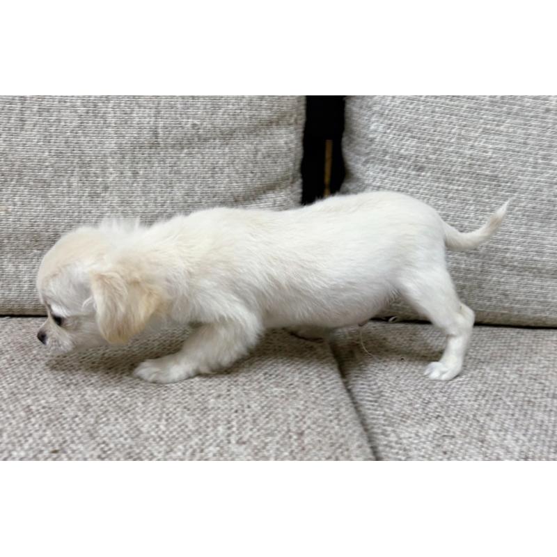 販売中の東京都のチワワ(ロングコート)-420137の3枚目