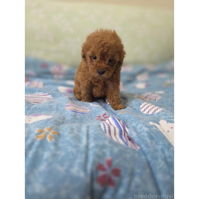 販売中の埼玉県のティーカッププードル-429446の5枚目