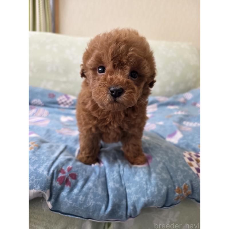 販売中の埼玉県のティーカッププードル-429446の4枚目