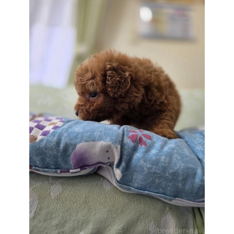 販売中の埼玉県のティーカッププードル-429446の3枚目