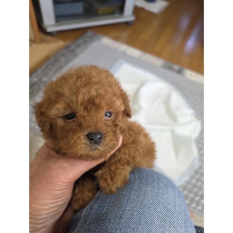 販売中の埼玉県のティーカッププードル-429446の2枚目