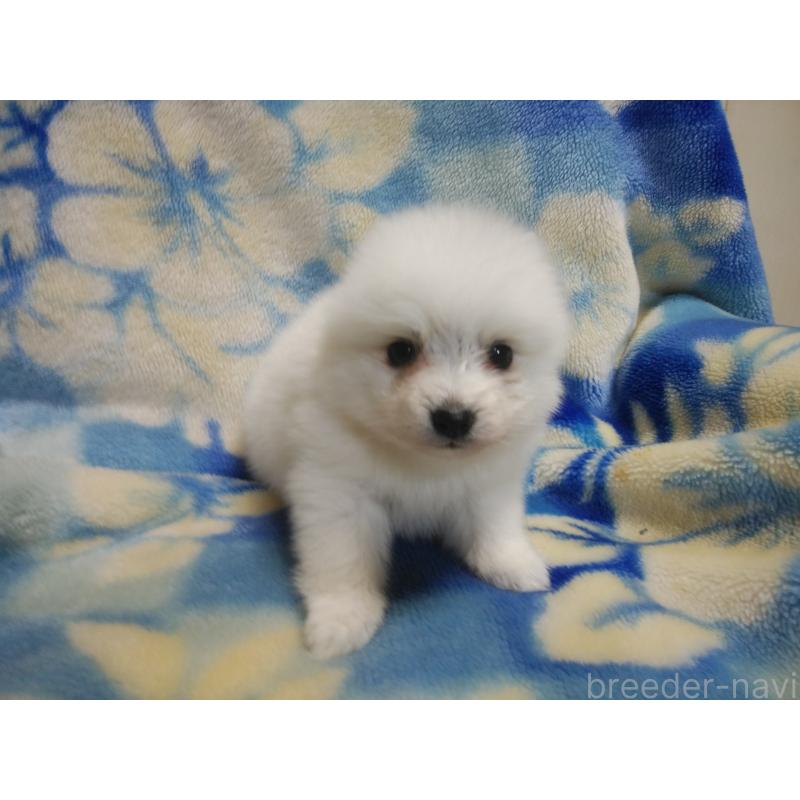 成約済の千葉県の日本スピッツ-427558の4枚目