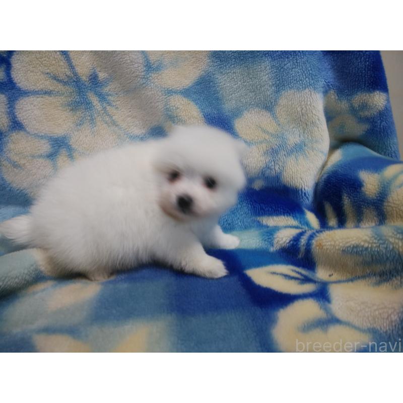 成約済の千葉県の日本スピッツ-427558の3枚目