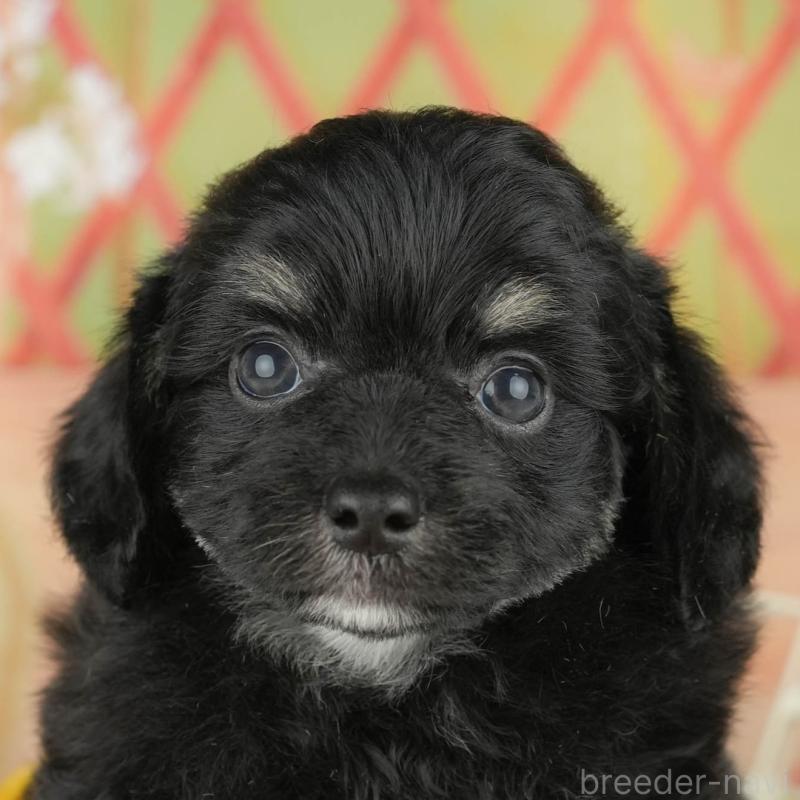 販売中の神奈川県のチワプー:チワワ×トイプードル-429447