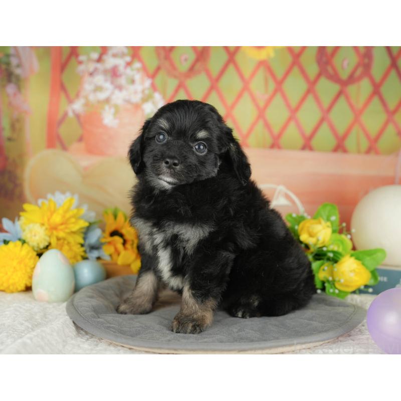 販売中の神奈川県のチワプー:チワワ×トイプードル-429447の17枚目