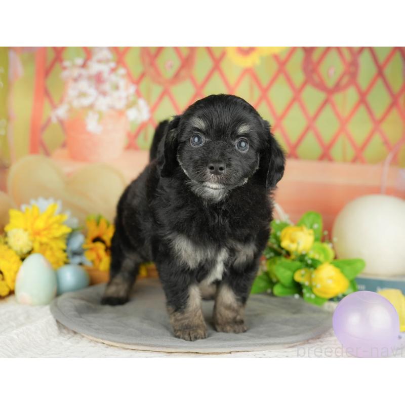 販売中の神奈川県のチワプー:チワワ×トイプードル-429447の16枚目