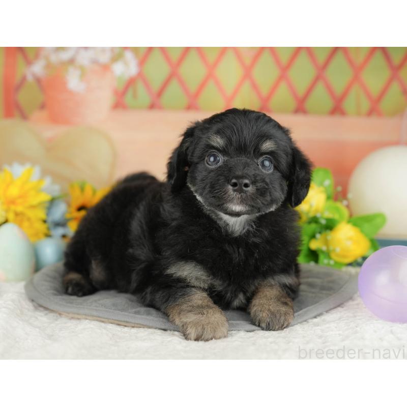 販売中の神奈川県のチワプー:チワワ×トイプードル-429447の15枚目