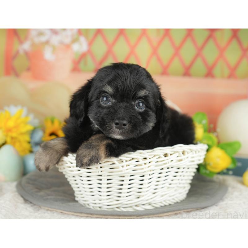 販売中の神奈川県のチワプー:チワワ×トイプードル-429447の14枚目