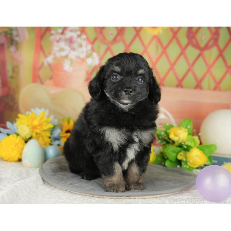 販売中の神奈川県のチワプー:チワワ×トイプードル-429447の13枚目