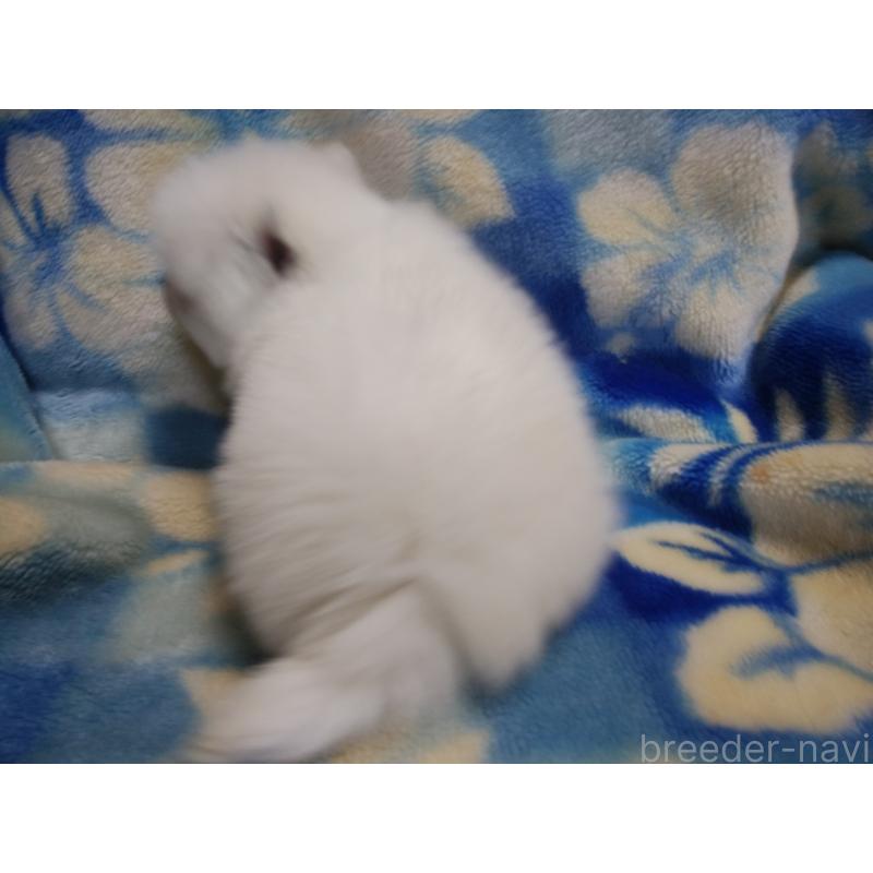 成約済の千葉県の日本スピッツ-427558の2枚目