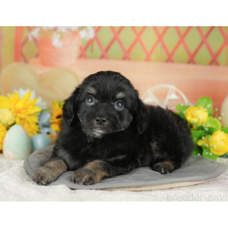 販売中の神奈川県のチワプー:チワワ×トイプードル-429447の12枚目