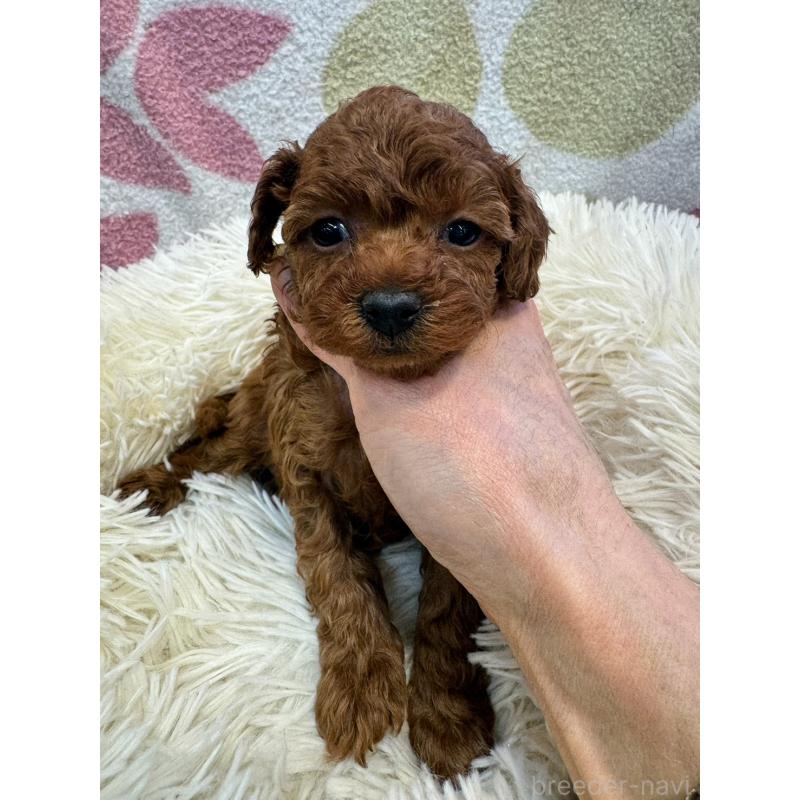 販売中の東京都のタイニープードル-429448の3枚目