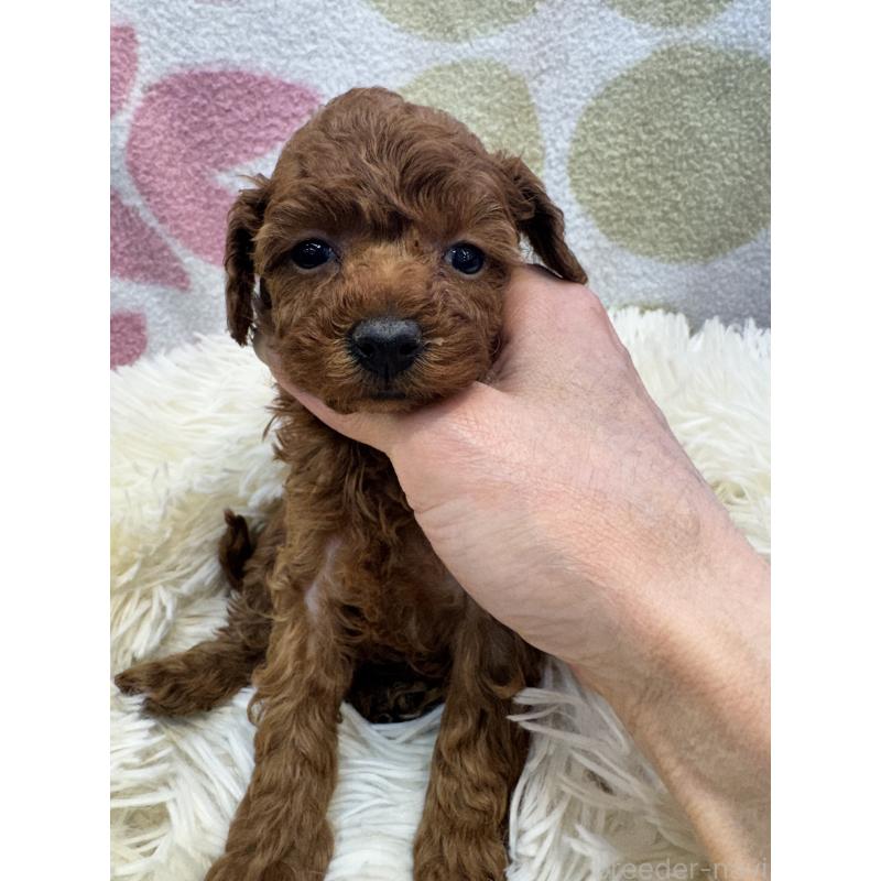 販売中の東京都のタイニープードル-429448の2枚目