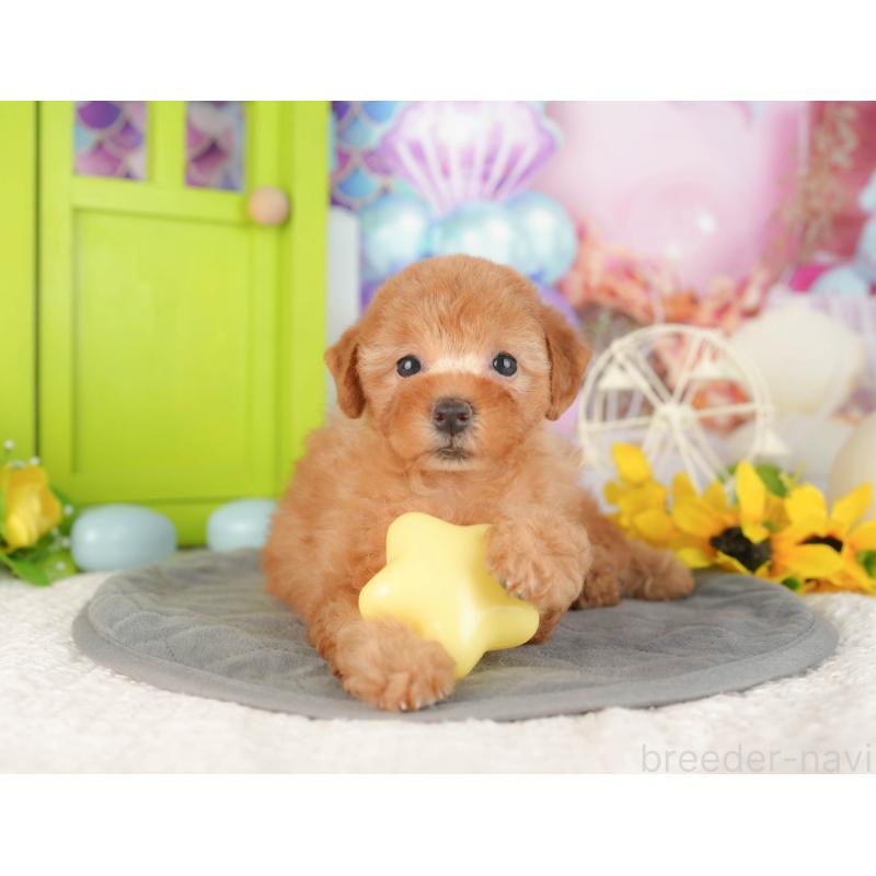 販売中の神奈川県のトイプードル-429449の17枚目