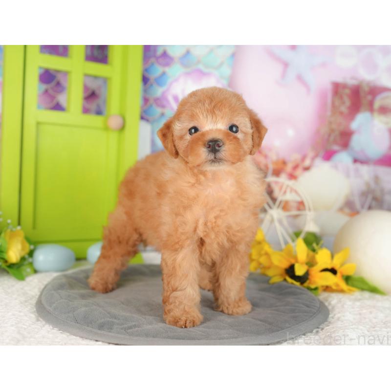 販売中の神奈川県のトイプードル-429449の16枚目