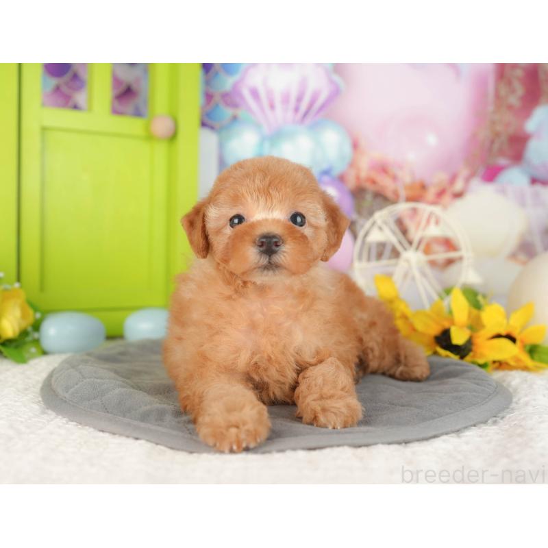 販売中の神奈川県のトイプードル-429449の15枚目