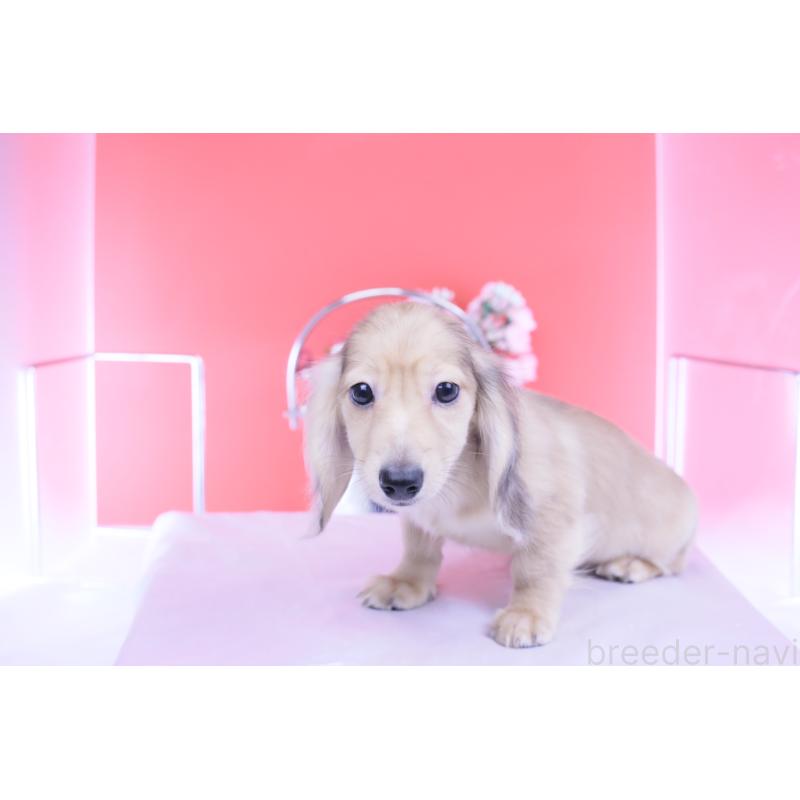 販売中の愛知県のカニンヘンダックスフンド(ロングヘアード)-418461の11枚目