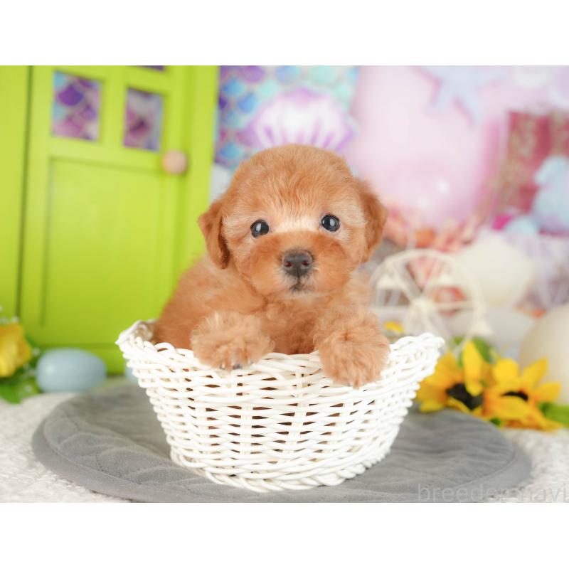 販売中の神奈川県のトイプードル-429449の14枚目