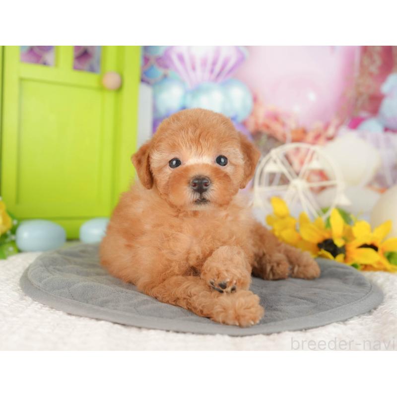 販売中の神奈川県のトイプードル-429449の13枚目