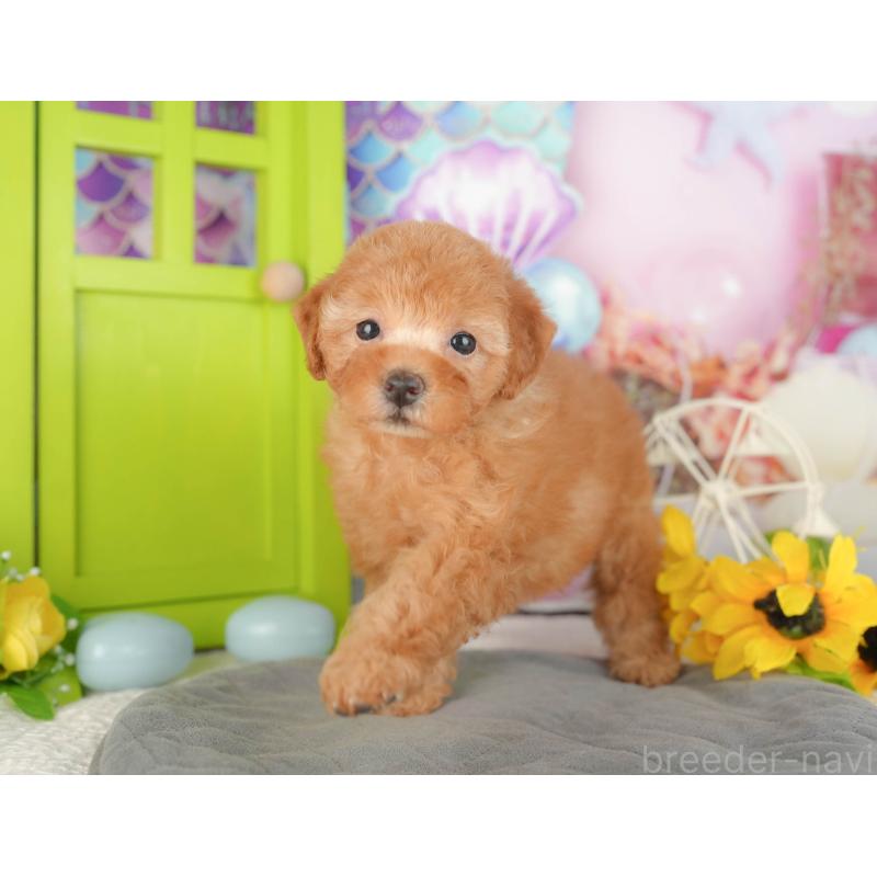 販売中の神奈川県のトイプードル-429449の12枚目