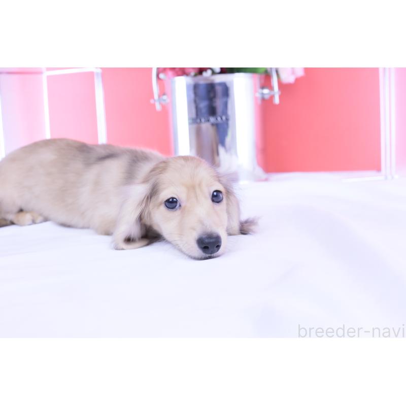 販売中の愛知県のカニンヘンダックスフンド(ロングヘアード)-418461の10枚目