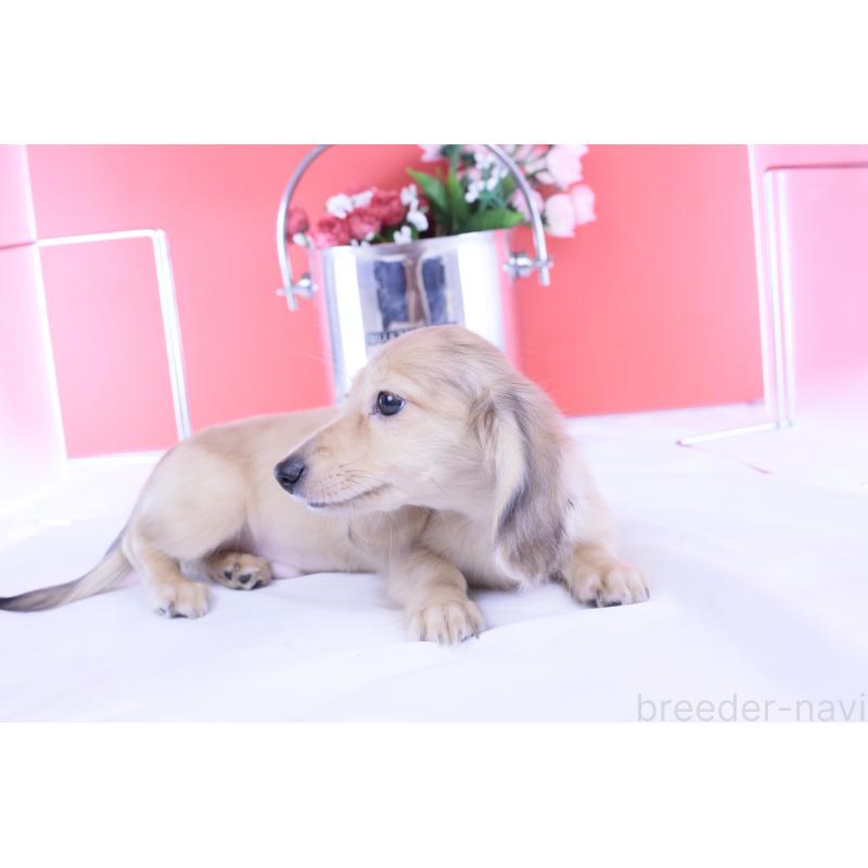 販売中の愛知県のカニンヘンダックスフンド(ロングヘアード)-418461の8枚目