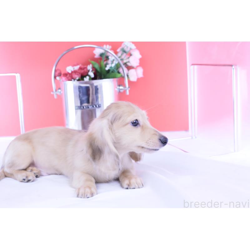 販売中の愛知県のカニンヘンダックスフンド(ロングヘアード)-418461の5枚目