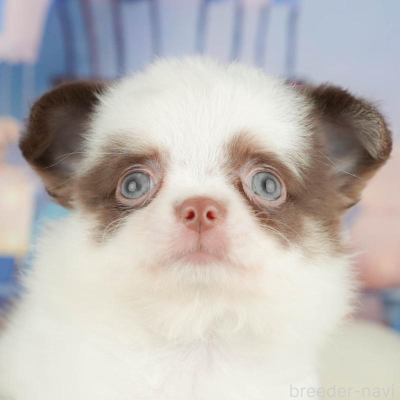 販売中の神奈川県のチワワ(ロングコート)-429450