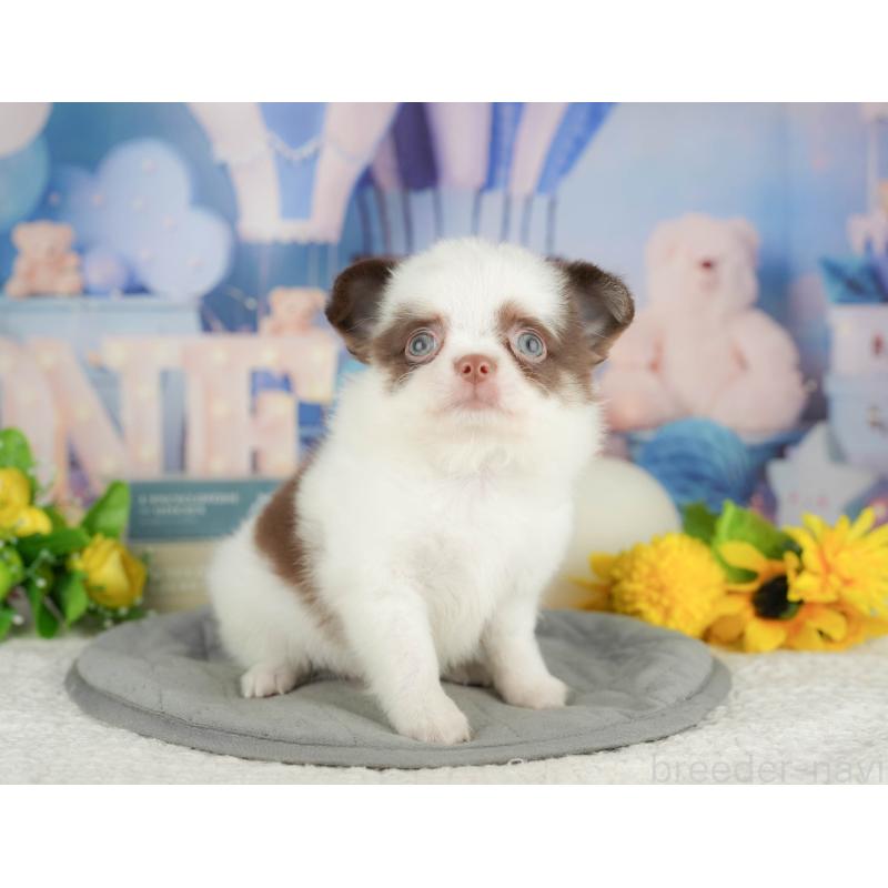 販売中の神奈川県のチワワ(ロングコート)-429450の16枚目