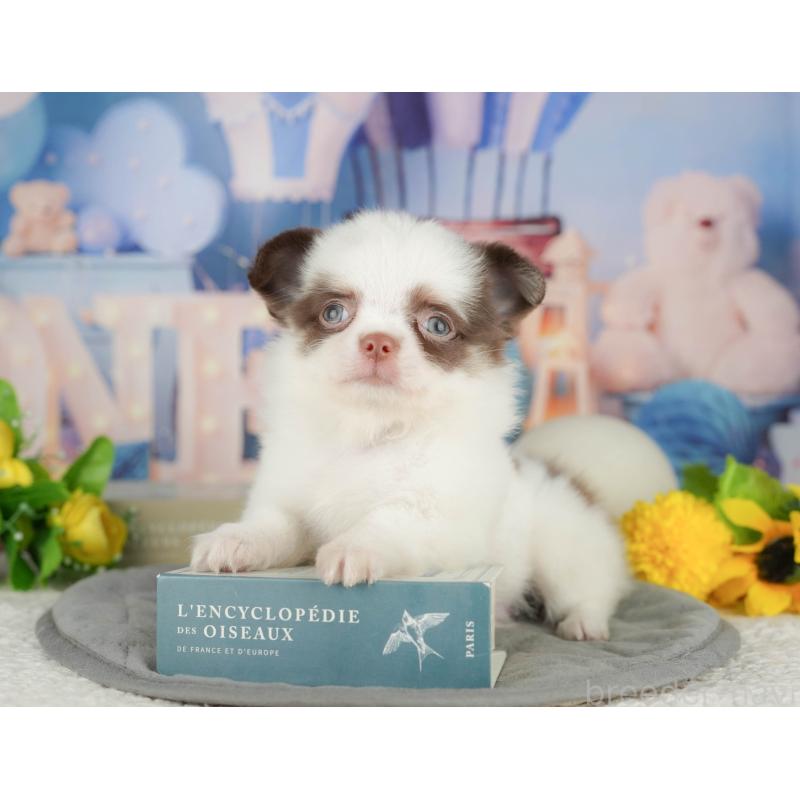 販売中の神奈川県のチワワ(ロングコート)-429450の15枚目