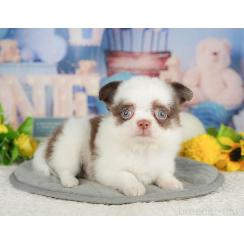 販売中の神奈川県のチワワ(ロングコート)-429450の14枚目