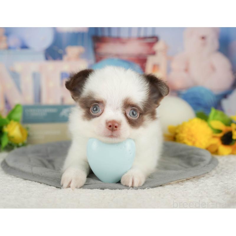 販売中の神奈川県のチワワ(ロングコート)-429450の13枚目