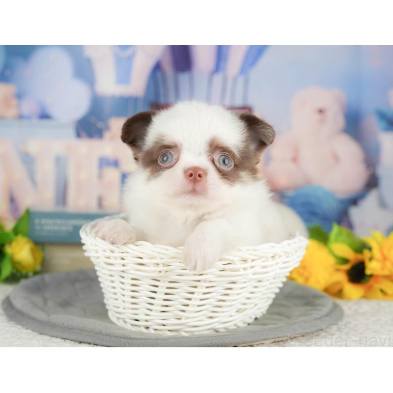 販売中の神奈川県のチワワ(ロングコート)-429450の12枚目