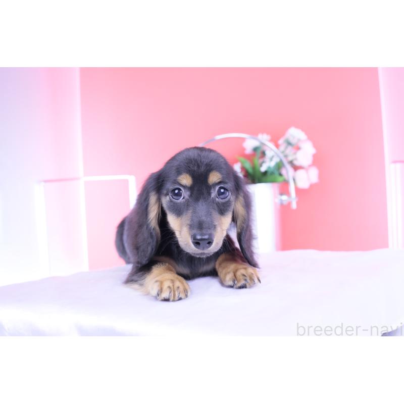 販売中の愛知県のカニンヘンダックスフンド(ロングヘアード)-418470の12枚目