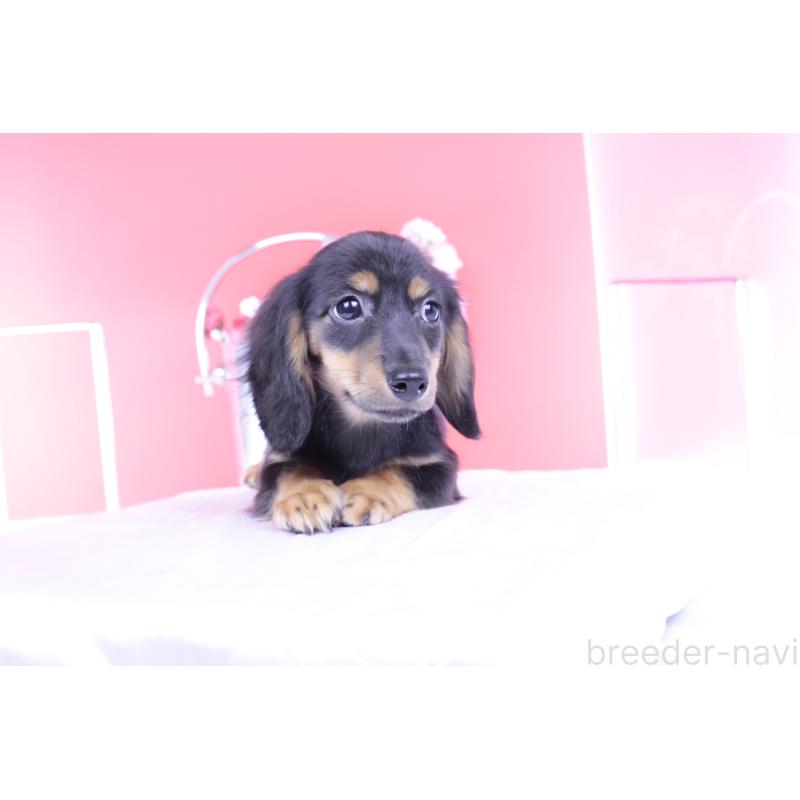 販売中の愛知県のカニンヘンダックスフンド(ロングヘアード)-418470の10枚目