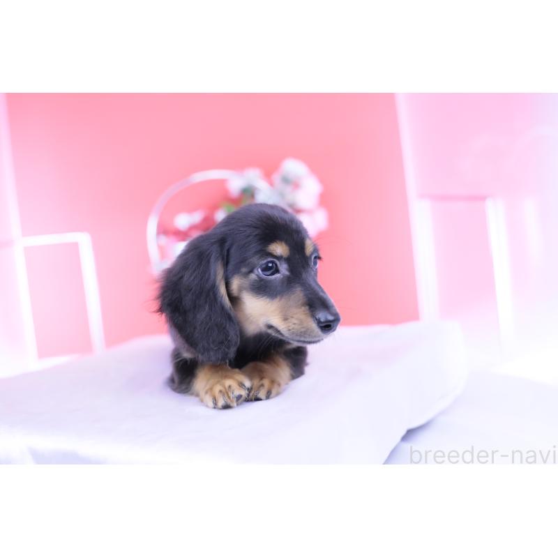 販売中の愛知県のカニンヘンダックスフンド(ロングヘアード)-418470の8枚目