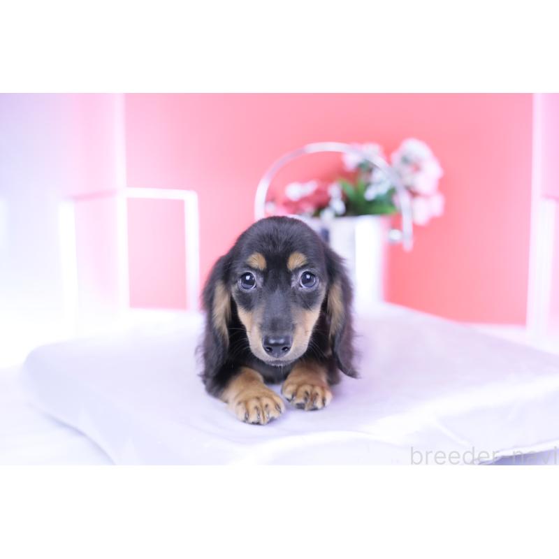 販売中の愛知県のカニンヘンダックスフンド(ロングヘアード)-418470の4枚目