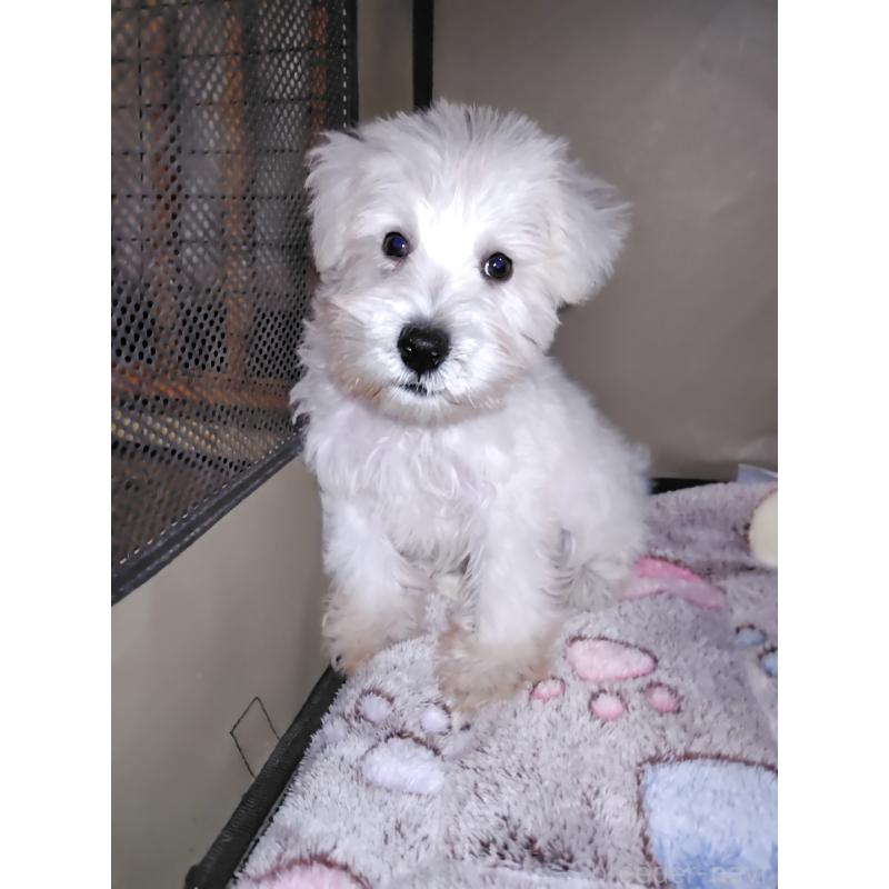 販売中の岡山県のミニチュアシュナウザー-421784の3枚目