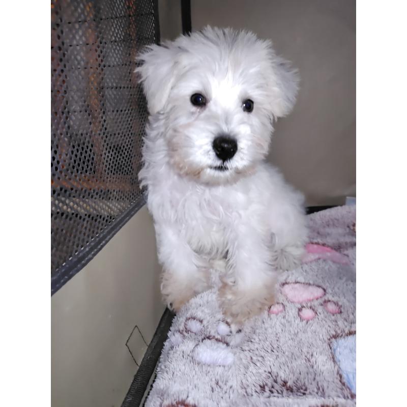 販売中の岡山県のミニチュアシュナウザー-421784の2枚目