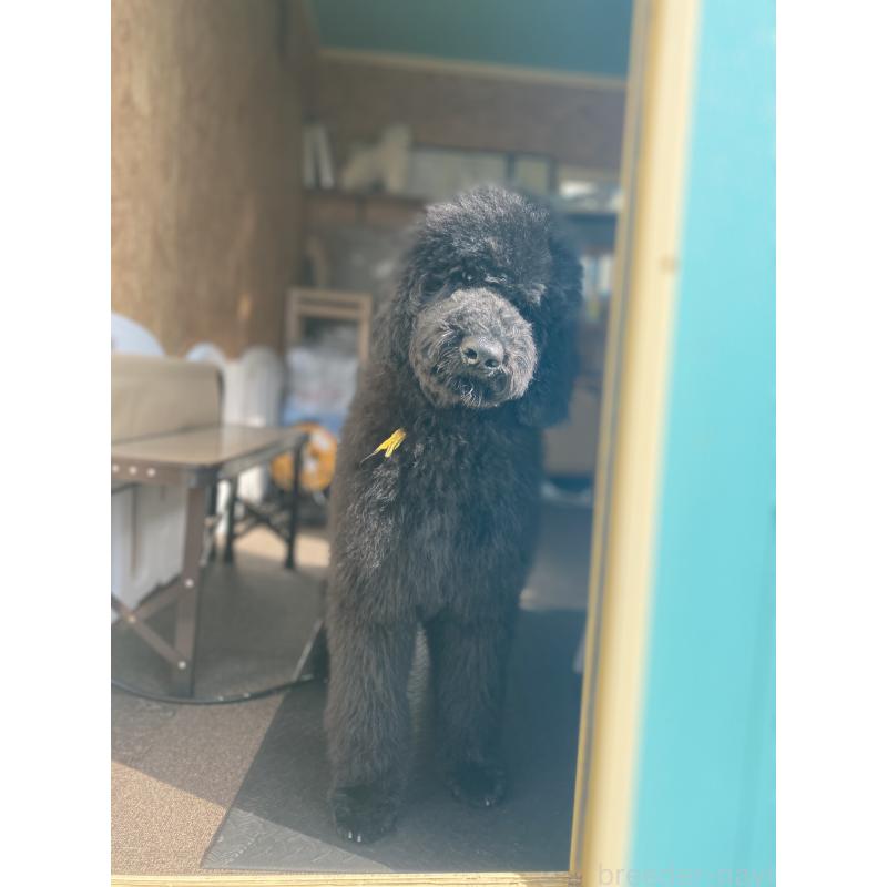 販売中の茨城県のスタンダードプードル-407416