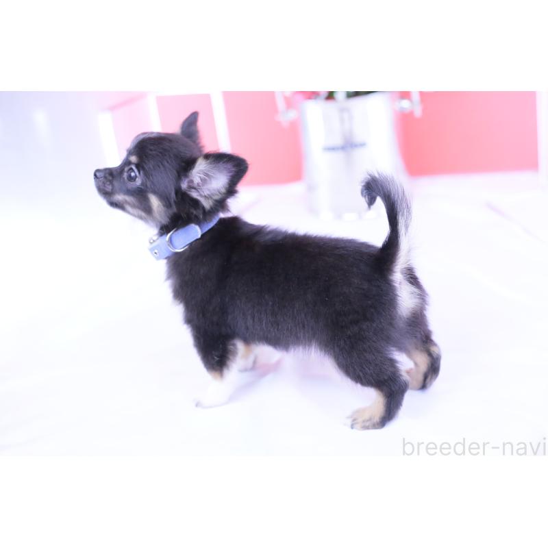 販売中の愛知県のチワワ(ロングコート)-418480の11枚目