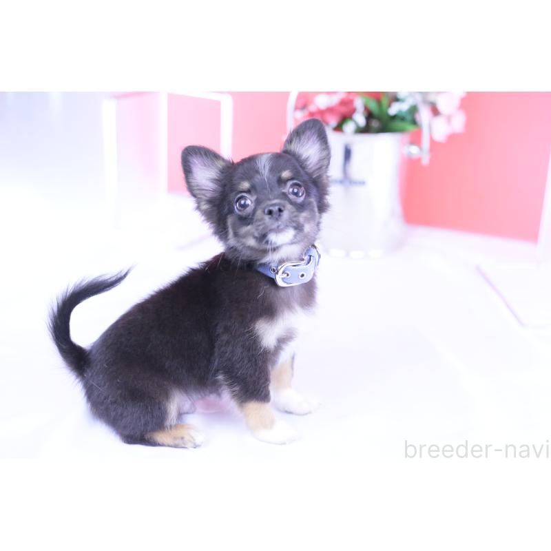 販売中の愛知県のチワワ(ロングコート)-418480の9枚目