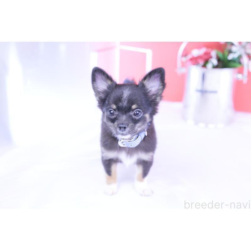 販売中の愛知県のチワワ(ロングコート)-418480の7枚目