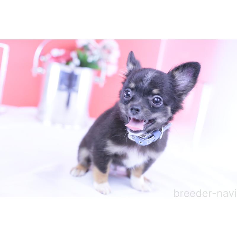 販売中の愛知県のチワワ(ロングコート)-418480の6枚目