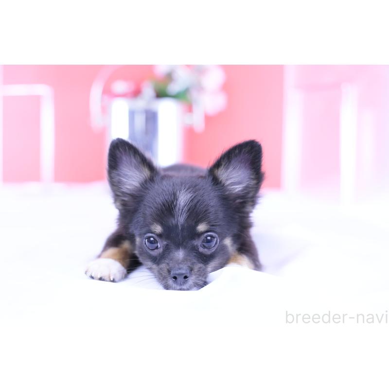 販売中の愛知県のチワワ(ロングコート)-418480の2枚目