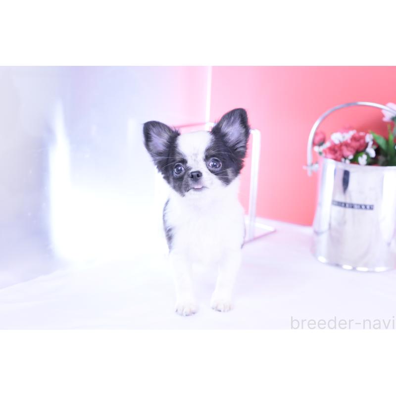 販売中の愛知県のチワワ(ロングコート)-418481の16枚目