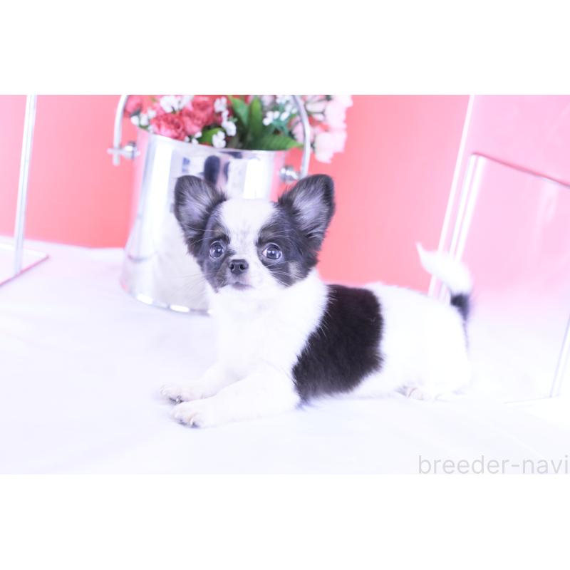 販売中の愛知県のチワワ(ロングコート)-418481の15枚目