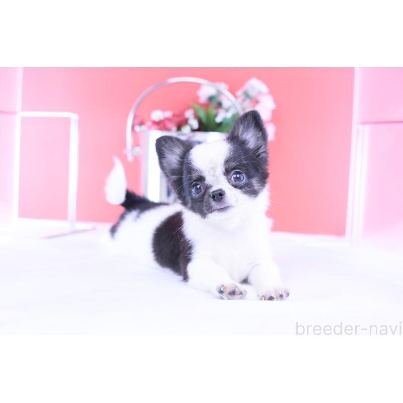 販売中の愛知県のチワワ(ロングコート)-418481の14枚目