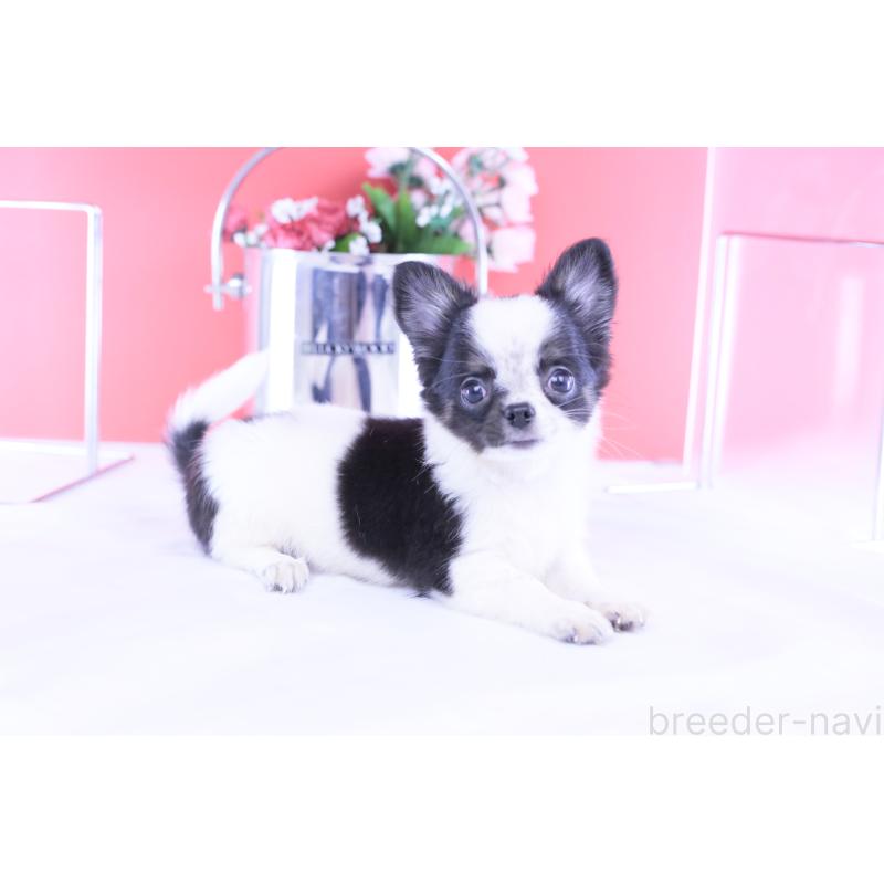 販売中の愛知県のチワワ(ロングコート)-418481の13枚目